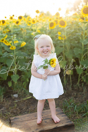 Sunflowers Harris-24