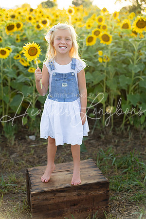 Sunflowers Harris-28
