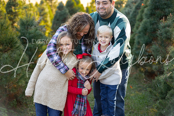 Tree Farm Gifford-6