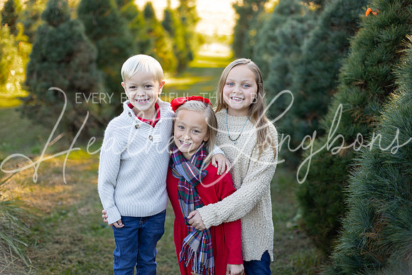 Tree Farm Gifford-11